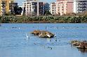 2Saline di Augusta 16.1.2011 (97)